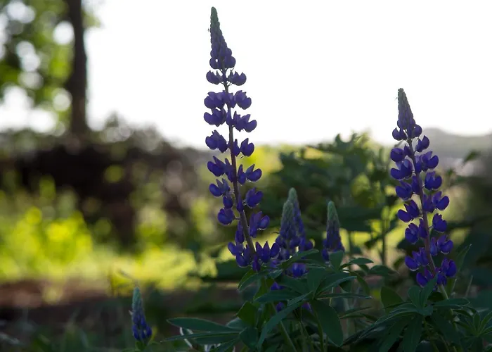 Otel Biotel Achterhoek 3*